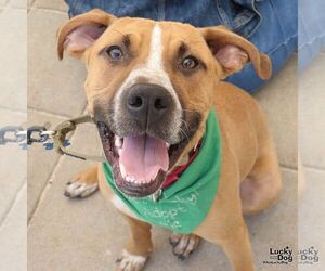 Labrador Retriever-Unknown Mix Dogs for adoption in Washington, DC, USA