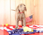 Small Photo #9 Labrador Retriever Puppy For Sale in MARSHFIELD, MO, USA