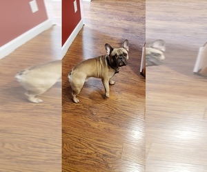 French Bulldog Puppy for sale in JACKSONVILLE, NC, USA