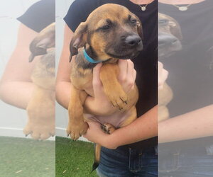 Isabella Pup - Carmen - Female Dachsador Dog for Adoption - Photo #5
