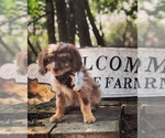 Small Photo #2 Aussiedoodle Miniature  Puppy For Sale in OROFINO, ID, USA