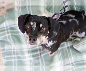 Frengle Dogs for adoption in St. Louis Park, MN, USA