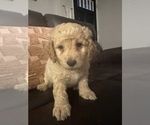 Small #23 Cock-A-Poo-Maltipoo Mix