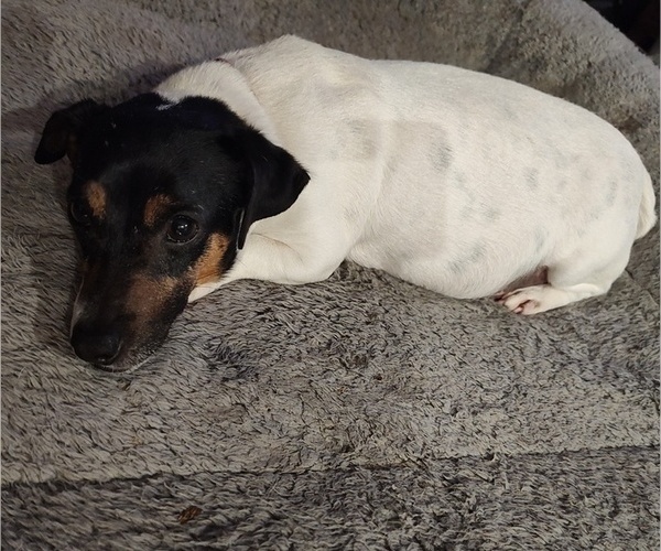 Medium Photo #1 Jack Russell Terrier Puppy For Sale in JASPER, FL, USA