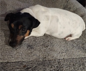 Mother of the Jack Russell Terrier puppies born on 03/17/2026