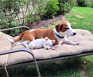 Sheldon - Male Chihuahua-Unknown Mix Dog for Adoption - Photo #3