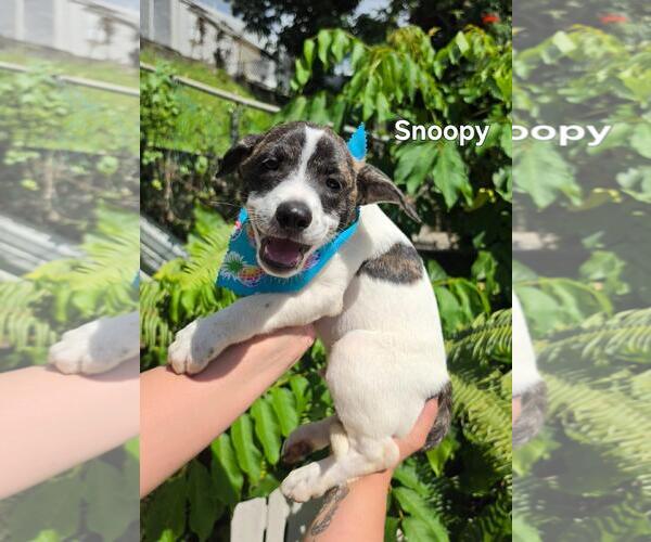 Medium Photo #1 Beagle-Catahoula Leopard Dog Mix Puppy For Sale in Virginia Beach, VA, USA