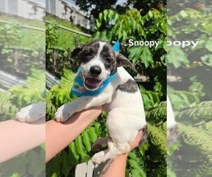 Beagle-Catahoula Leopard Dog Mix Dogs for adoption in Virginia Beach, VA, USA