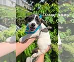 Small Beagle-Catahoula Leopard Dog Mix