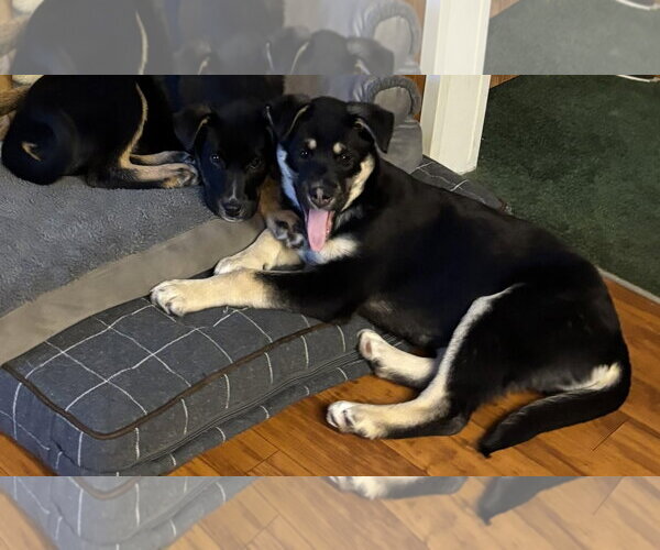 Medium Photo #6 Shepradors Puppy For Sale in Princeton, MN, USA