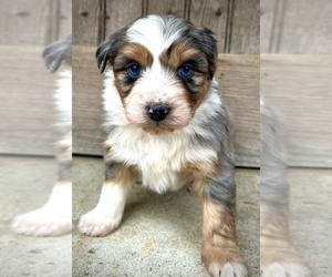 Aussiedoodle Miniature  Puppy for sale in WEST GROVE, PA, USA
