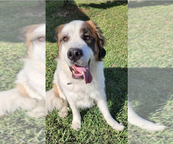 Medium Photo #1 Saint Pyrenees Puppy For Sale in St. Augustine, FL, USA