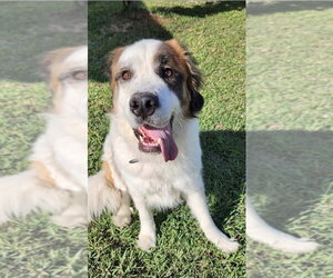Saint Pyrenees Dogs for adoption in St. Augustine, FL, USA