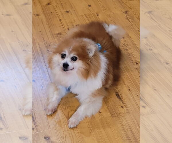 Medium Photo #2 Pomeranian Puppy For Sale in Lebanon, PA, USA