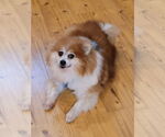 Small #1 Pomeranian