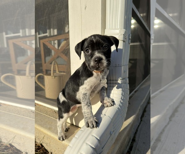 Medium Photo #3 Mutt Puppy For Sale in Holly Springs, NC, USA