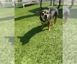 Small #7 Chihuahua Mix