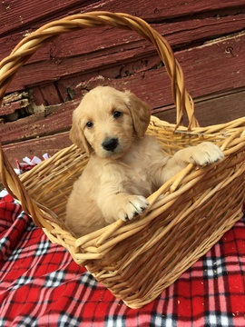 Medium Photo #1 Goldendoodle Puppy For Sale in BELLEVILLE, PA, USA