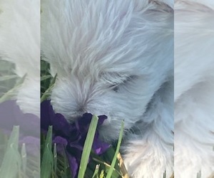 West Highland White Terrier Puppy for sale in FILLMORE, CA, USA