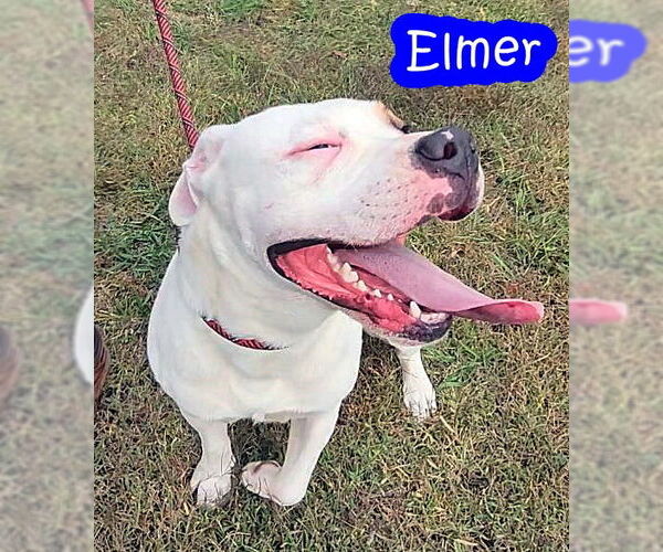 Medium Photo #2 American Bulldog Puppy For Sale in Crandall, GA, USA