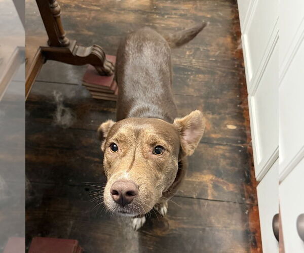 Medium Photo #12 Mountain Cur-Unknown Mix Puppy For Sale in Boston, MA, USA