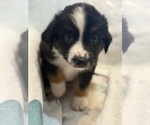 Small #3 Australian Shepherd
