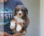 Small #2 Bernedoodle (Miniature)
