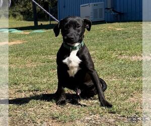 Lightning - Male Labrador Retriever-Unknown Mix Dog for Adoption - Photo #2