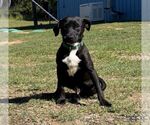 Small Photo #2 Labrador Retriever-Unknown Mix Puppy For Sale in Washington, DC, USA
