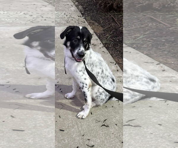 Medium Photo #2 Anatolian Shepherd-Great Pyrenees Mix Puppy For Sale in Dallas, TX, USA