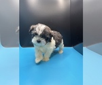 Small Photo #13 Maltipoo-Shih Tzu Mix Puppy For Sale in SAINT AUGUSTINE, FL, USA