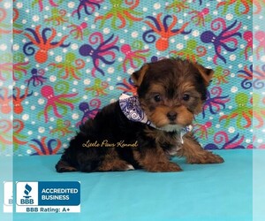 Yorkshire Terrier Puppy for sale in WINNSBORO, LA, USA