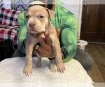 Puppy Puppy 3 American Bully