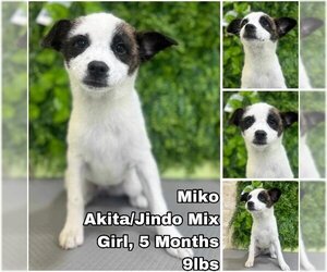 Akita-Unknown Mix Dogs for adoption in Seattle, WA, USA