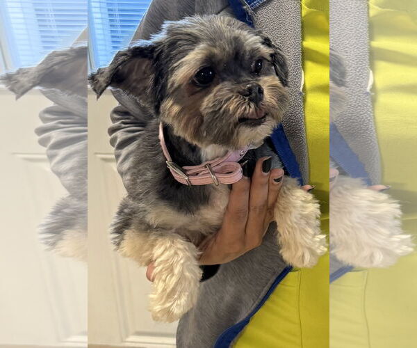 Medium Photo #4 Mutt Puppy For Sale in Boca Raton, FL, USA