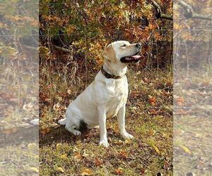 Mother of the Labrador Retriever puppies born on 03/29/2024