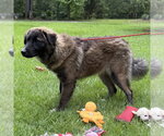 Small #1 Great Pyrenees