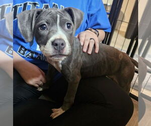 American Pit Bull Terrier-Unknown Mix Dogs for adoption in Clarkston, MI, USA