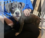 Small American Pit Bull Terrier Mix