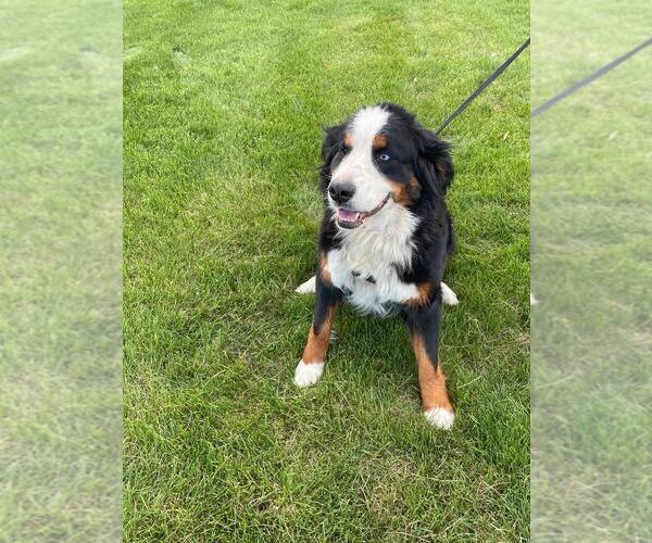 Medium Photo #1 Bernese Mountain Dog Puppy For Sale in BAYARD, NE, USA