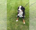 Small Photo #1 Bernese Mountain Dog Puppy For Sale in BAYARD, NE, USA