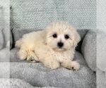 Small #1 Maltipoo