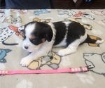 Small Photo #5 Aussalier Puppy For Sale in ATHOL, ID, USA