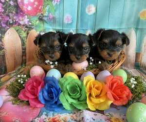 Yorkshire Terrier Puppy for sale in CENTER HILL, FL, USA