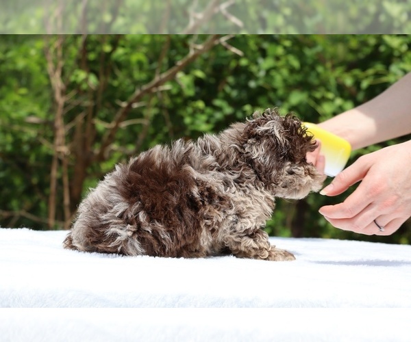 Medium Photo #22 ShihPoo Puppy For Sale in DYERSBURG, TN, USA