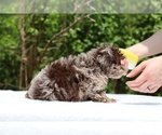 Small #21 ShihPoo