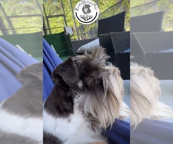 Medium Photo #1 Schnauzer (Miniature) Puppy For Sale in KISSIMMEE, FL, USA