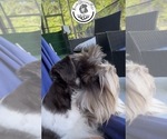Small Photo #1 Schnauzer (Miniature) Puppy For Sale in KISSIMMEE, FL, USA