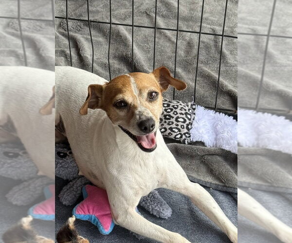 Medium Photo #4 Jack Russell Terrier-Unknown Mix Puppy For Sale in Bolivar, MO, USA