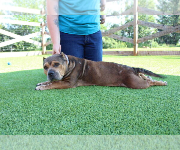 Medium Photo #3 Mutt Puppy For Sale in Chestertown, MD, USA